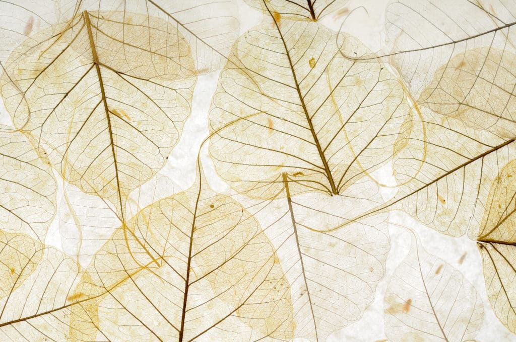 White Leaves Background | Viata Aesthetics and Wellness in Katy TX