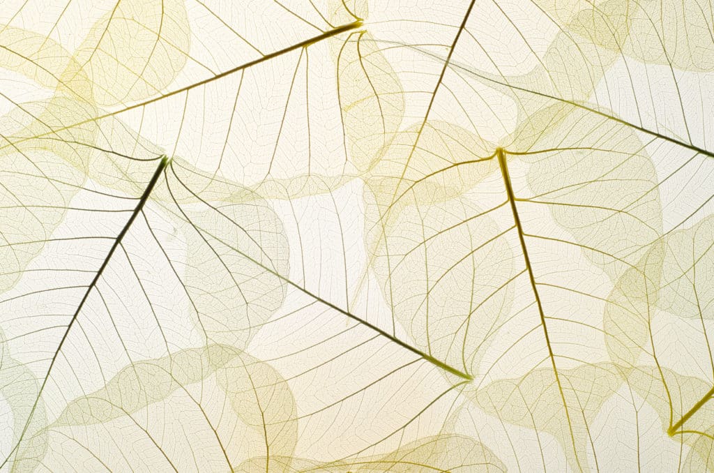 White Leaves Background | Viata Aesthetics and Wellness in Katy TX